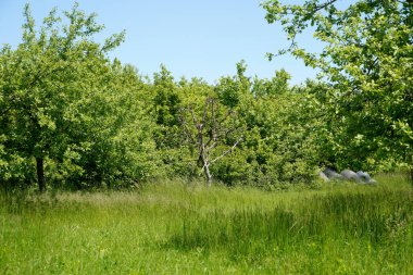 Ağaçları ve mavi gökyüzü olan yeşil orman