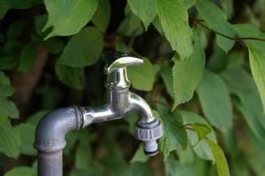 Yeşil yapraklı musluk