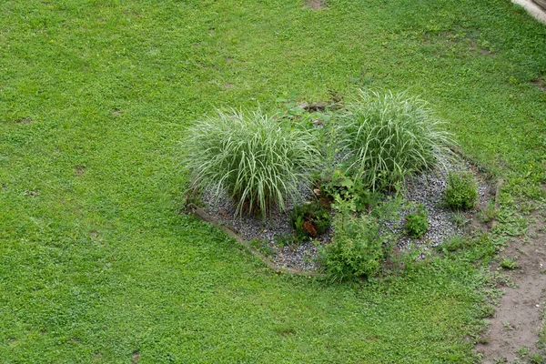 Green Grass Garden — Stock Photo, Image