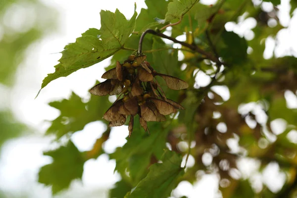 Groene Bladeren Van Een Boom Het Bos — Stockfoto