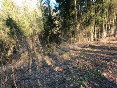 Dağlardaki güzel orman