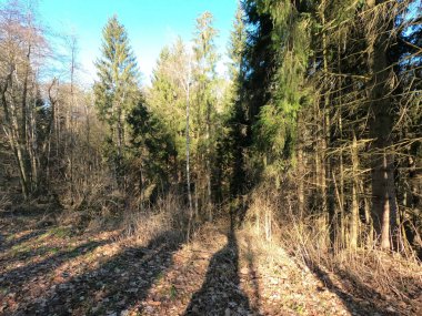 Güzel bir günde sonbahar arkaplanı
