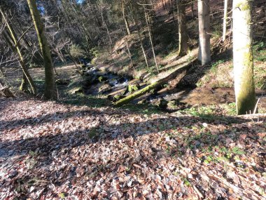 Ormanın güzel manzarası