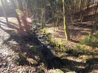 Ormanın güzel manzarası