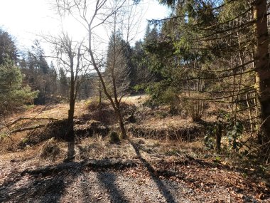 Ormanda bir ağacı olan güzel bir manzara.