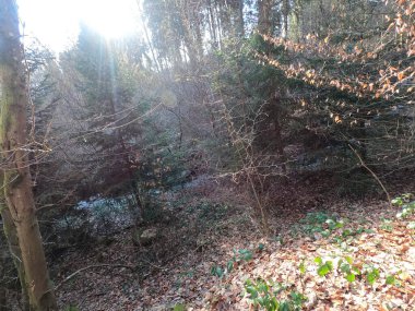 Dağlardaki ormanın güzel manzarası.