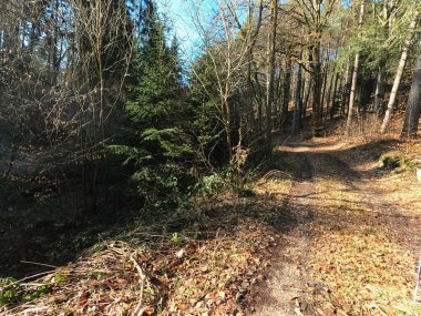 Ormanda bir ağacı olan güzel bir manzara.