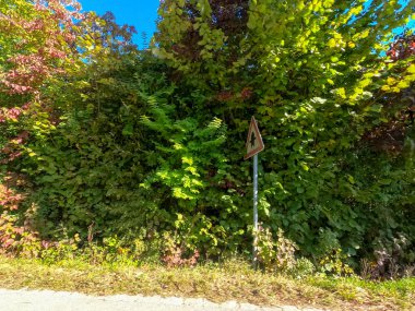 Ormanda yeşil ağaçlar