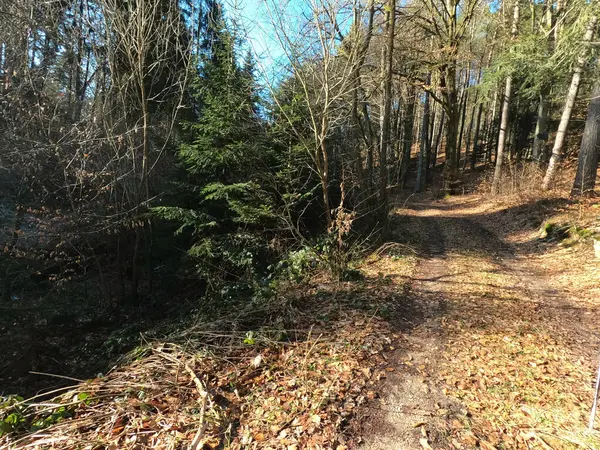 Ormanda bir ağacı olan güzel bir manzara.