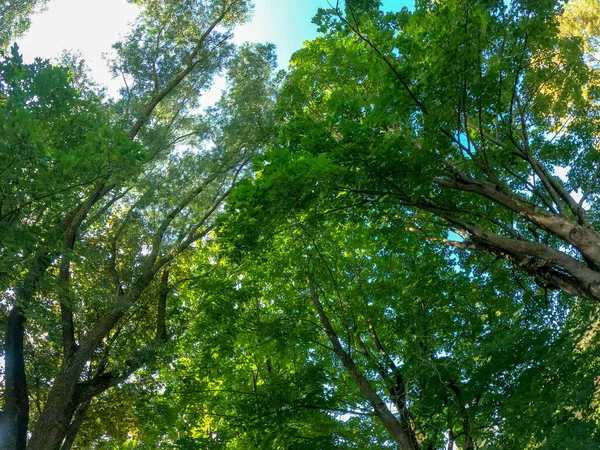 Gröna Löv Träd Skogen — Stockfoto