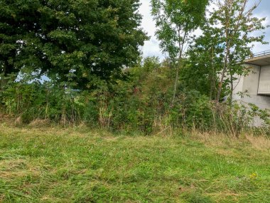 Ormanda küçük tahta bir çit.