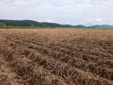 Kırsalda buğday tarlası