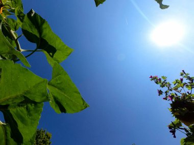 Ormanda yeşil yapraklar