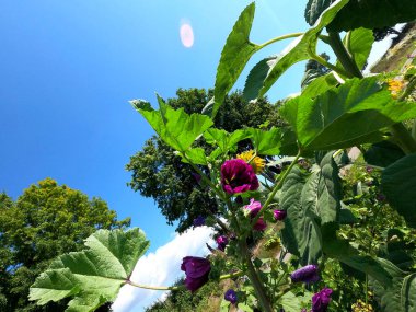 Güzel botanik fotoğrafı, doğal duvar kağıdı.