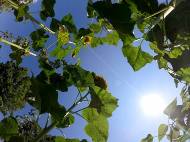 Bahçedeki bir ağacın yeşil yaprakları