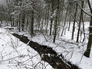 Karla kaplı ağaçlarla kaplı kış manzarası