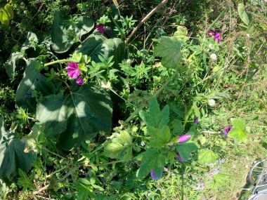 Bahçedeki güzel çiçekler