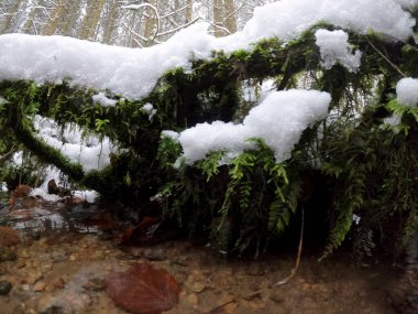 Yerdeki beyaz kabarık yapraklarla kaplı kar