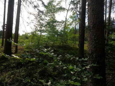 Dağlardaki güzel orman