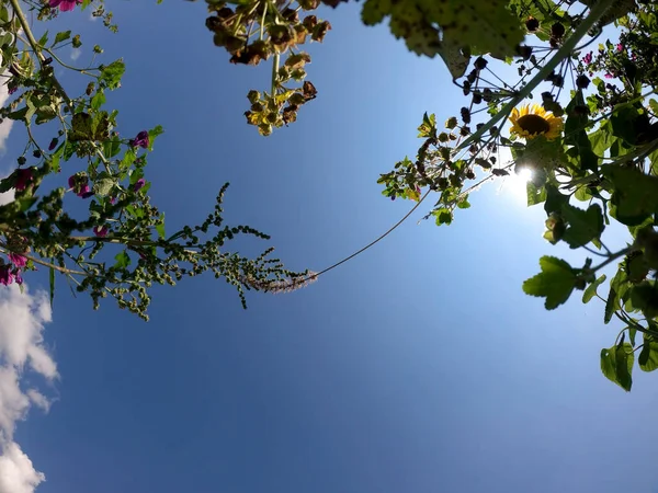 美丽的植物学照片 天然壁纸 — 图库照片