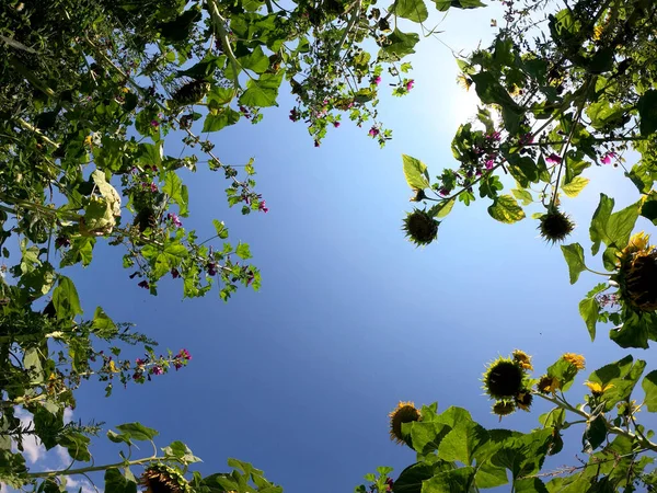 Bel Colpo Botanico Carta Parati Naturale — Foto Stock