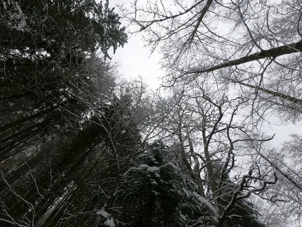 Beautiful Winter Landscape Snow — Stock Photo, Image