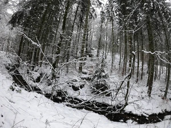 Forêt Hiver Avec Arbres Enneigés — Photo