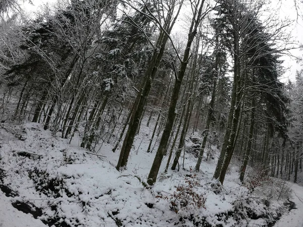 Belle Forêt Hiver Avec Neige — Photo