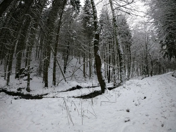 Forêt Hiver Dans Neige — Photo