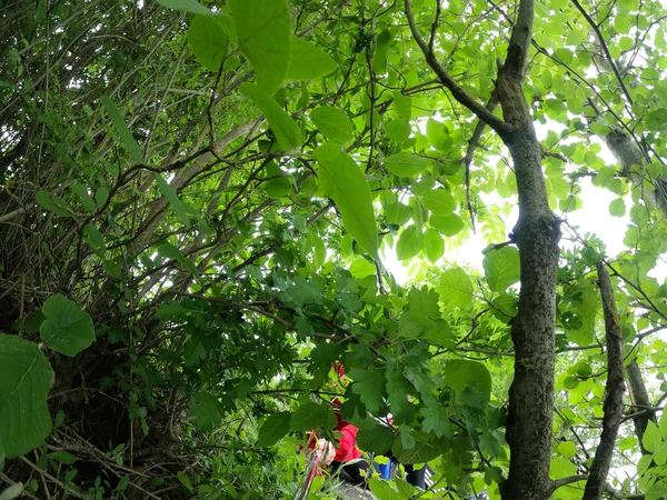 Gröna Löv Skogen — Stockfoto