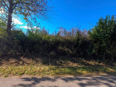 Ormanın güzel manzarası