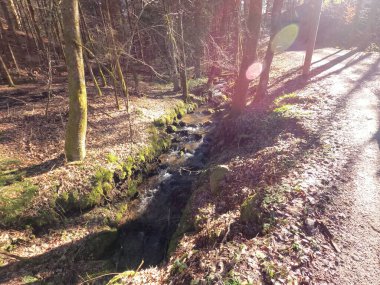 Ormanda bir ağacı olan güzel bir manzara.