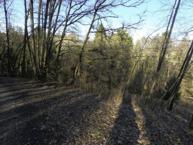 Ağaçlar ve ormanlarla dolu güzel bir manzara.
