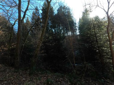 Ağaçlar ve ormanlarla dolu güzel bir manzara.