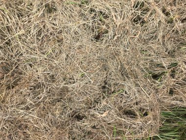 Kuru çimen dokusu arkaplanı