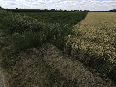 Yeşil çimen ve büyük buğday tarlası.
