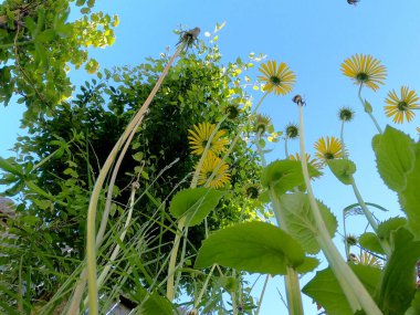 Bahçedeki yeşil bitki