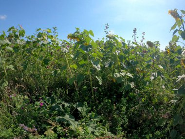 Bahçedeki bir ağacın yeşil yaprakları