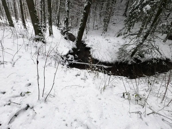 Forêt Hiver Avec Arbres Enneigés — Photo