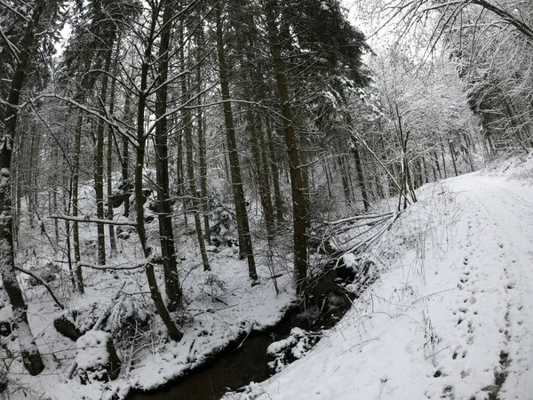 Forêt Hiver Avec Arbres Enneigés — Photo