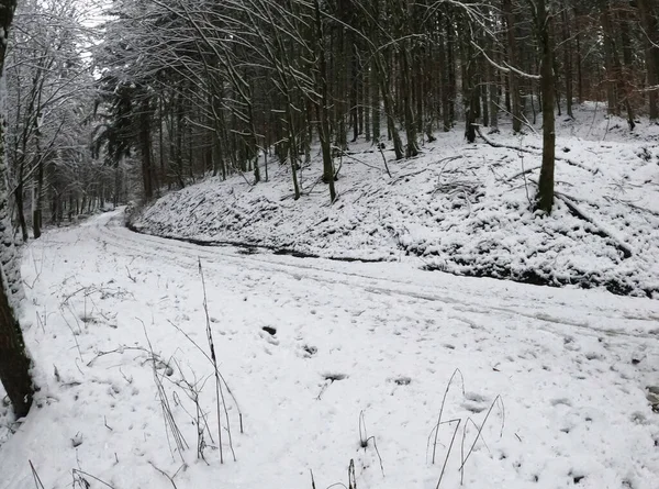 Forêt Hiver Dans Neige — Photo