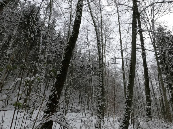 Foresta Invernale Con Alberi Innevati — Foto Stock