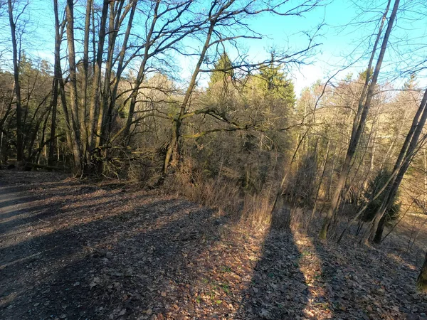 Ağaçlar ve ormanlarla dolu güzel bir manzara.