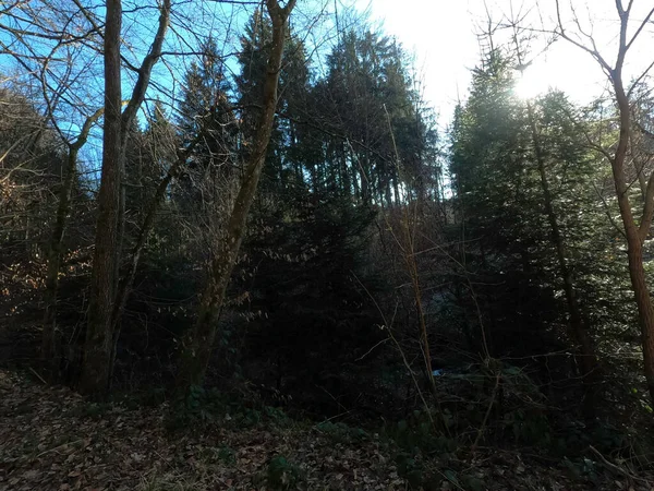 Ağaçlar ve ormanlarla dolu güzel bir manzara.