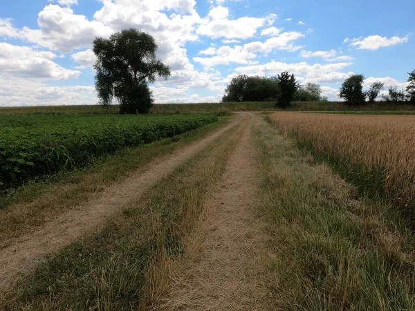 Gökyüzü bulutlu yeşil bir tarlanın güzel bir görüntüsü.