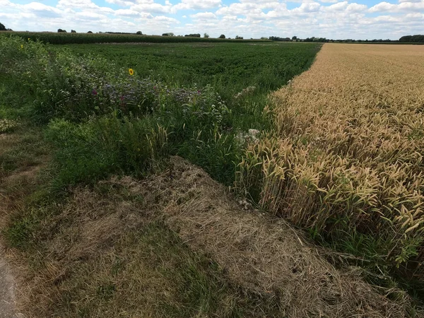 Yeşil çimen ve büyük buğday tarlası.