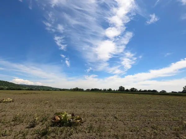 Vackert Landskap Med Ett Fält Grönt Gräs Och Blå Himmel — Stockfoto