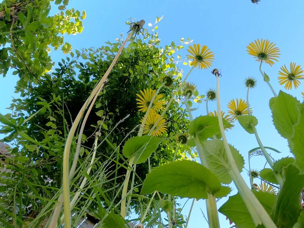 Bahçedeki yeşil bitki