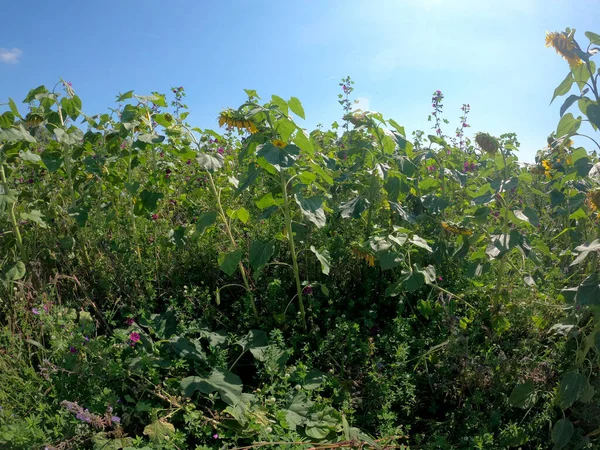 Bahçedeki bir ağacın yeşil yaprakları