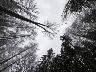 Ormanın güzel manzarası